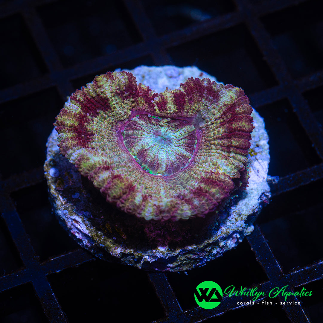 D12 - [NEW RELEASE!] WA Parfait Asian Acan - WYSIWYG