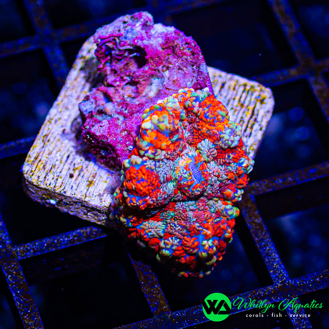 D12 - WA Firecracker Rhodactis Mushroom - WYSIWYG