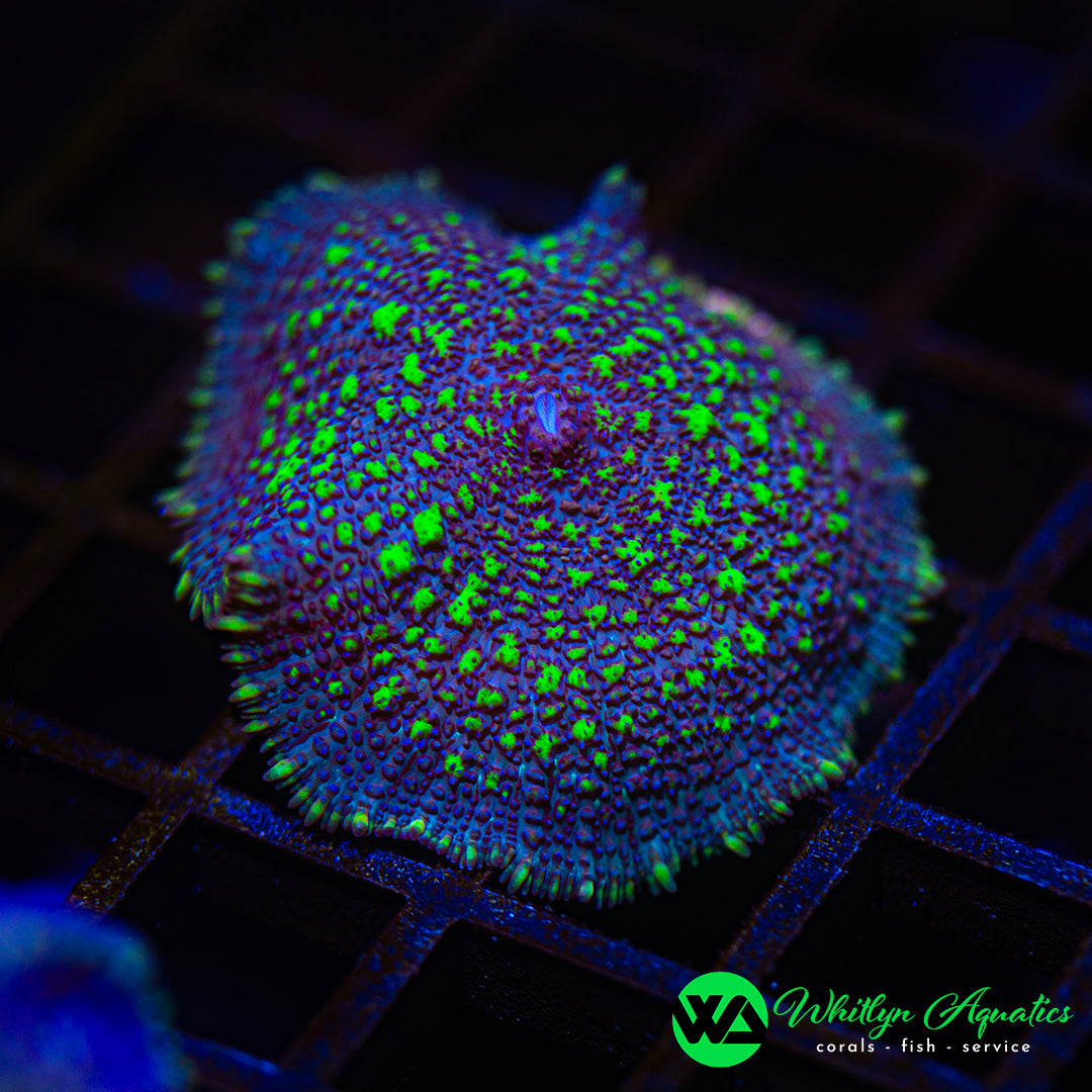 A12 - WA Toxic Twilight Rhodactis Mushroom - WYSIWYG