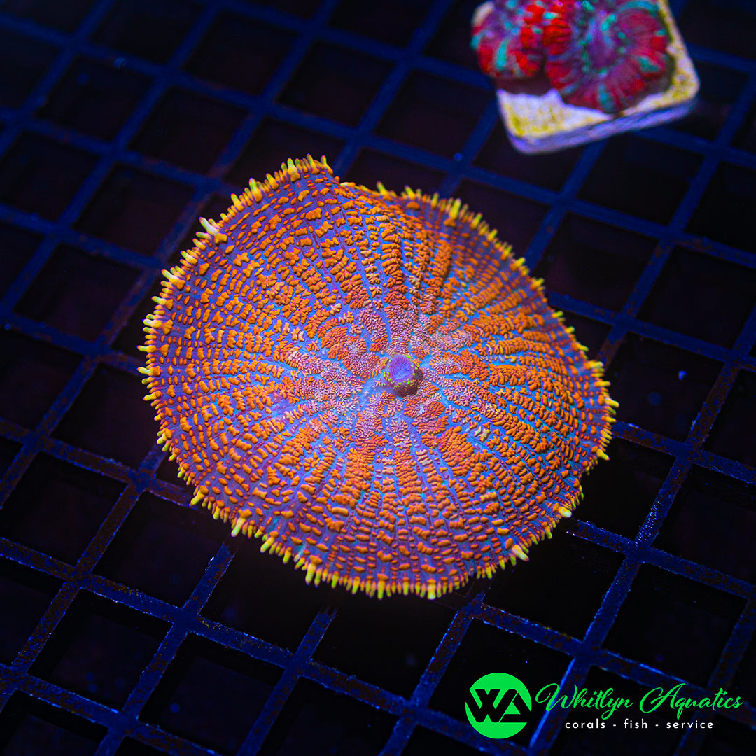 D12 - WA XL Superman Rhodactis Mushroom - WYSIWYG