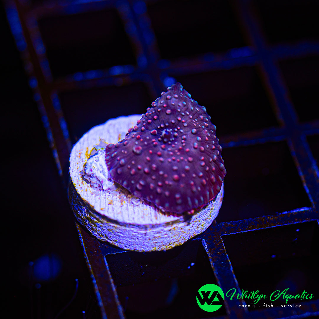 A14 - WA Candy Land Discosoma Mushroom  - WYSIWYG