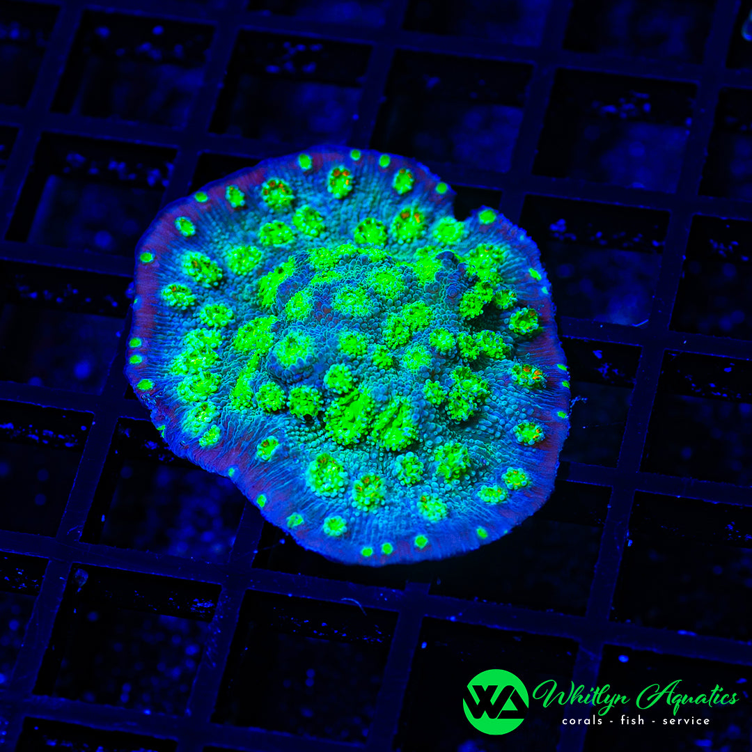D13 - WA Nuclear Springs Chalice - WYSIWYG