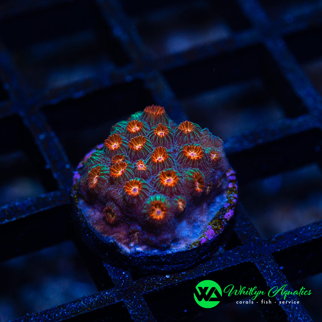 A14 - [NEW RELEASE!] WA Meteor Shower Cyphastrea  - WYSIWYG
