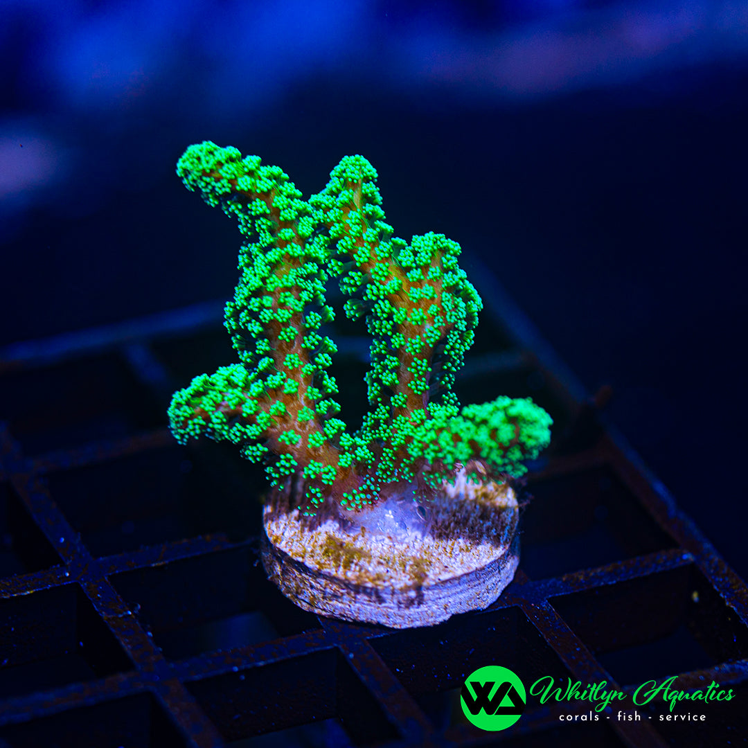 A18 - WA Neon Green Apple Birdsnest - WYSIWYG
