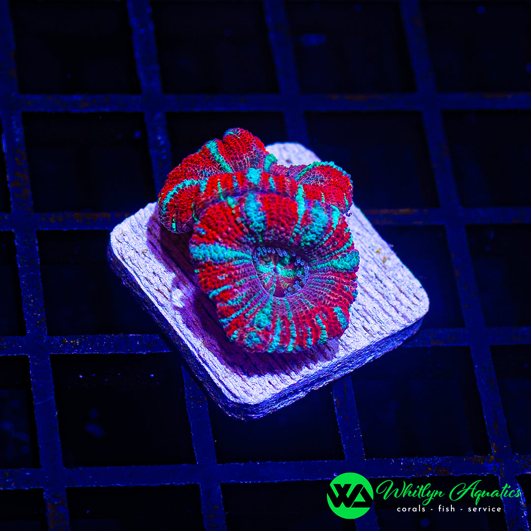 B14 - WA ICEE Slush Asian Acan - WYSIWYG