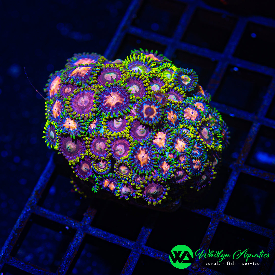 A14 - WA Zoa Combo  - WYSIWYG