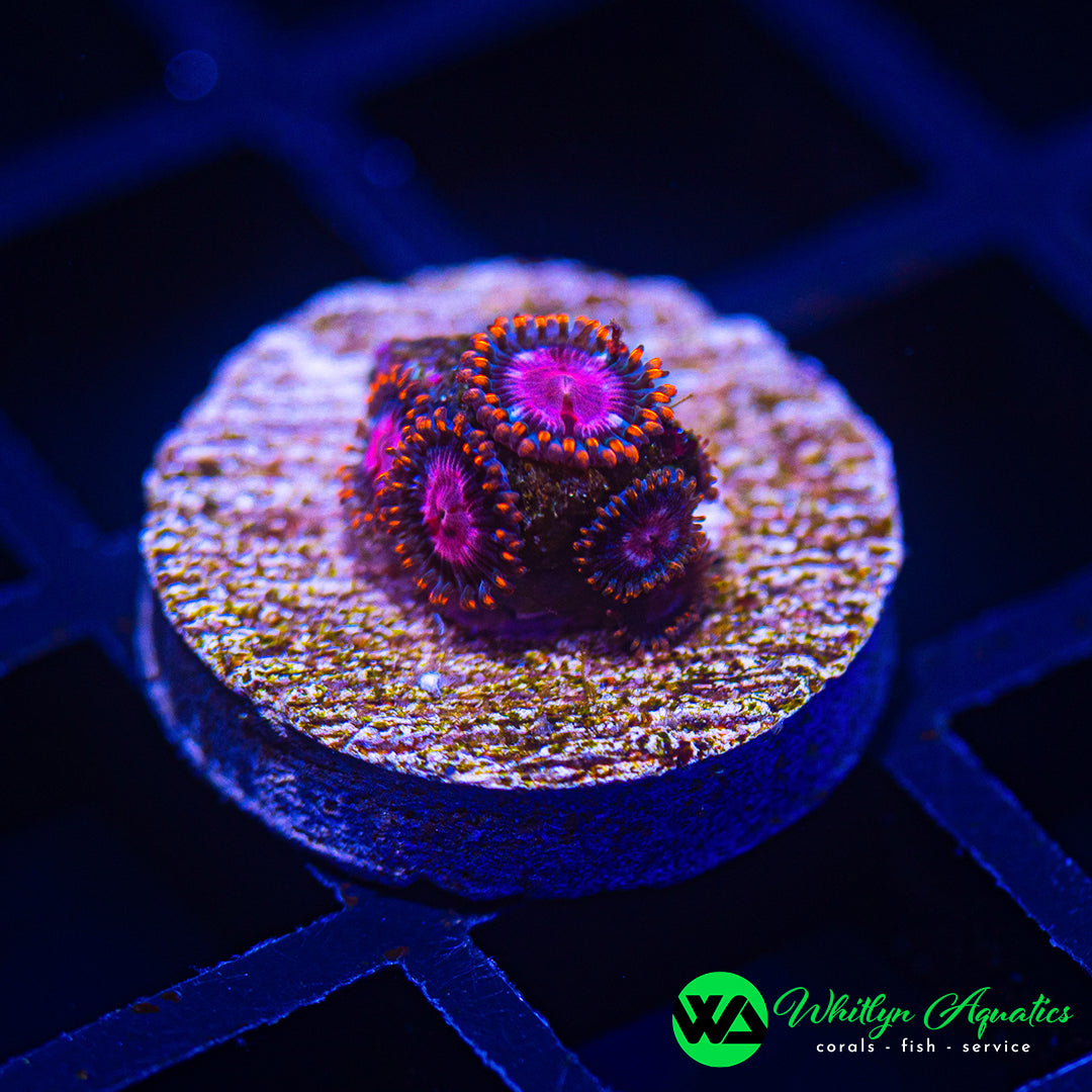 B14 - WA Sunburst Zoanthid - WYSIWYG