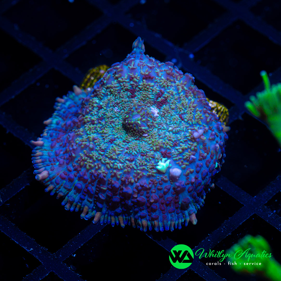 D14 - WA Mardi Gras Rhodactis Mushroom - WYSIWYG