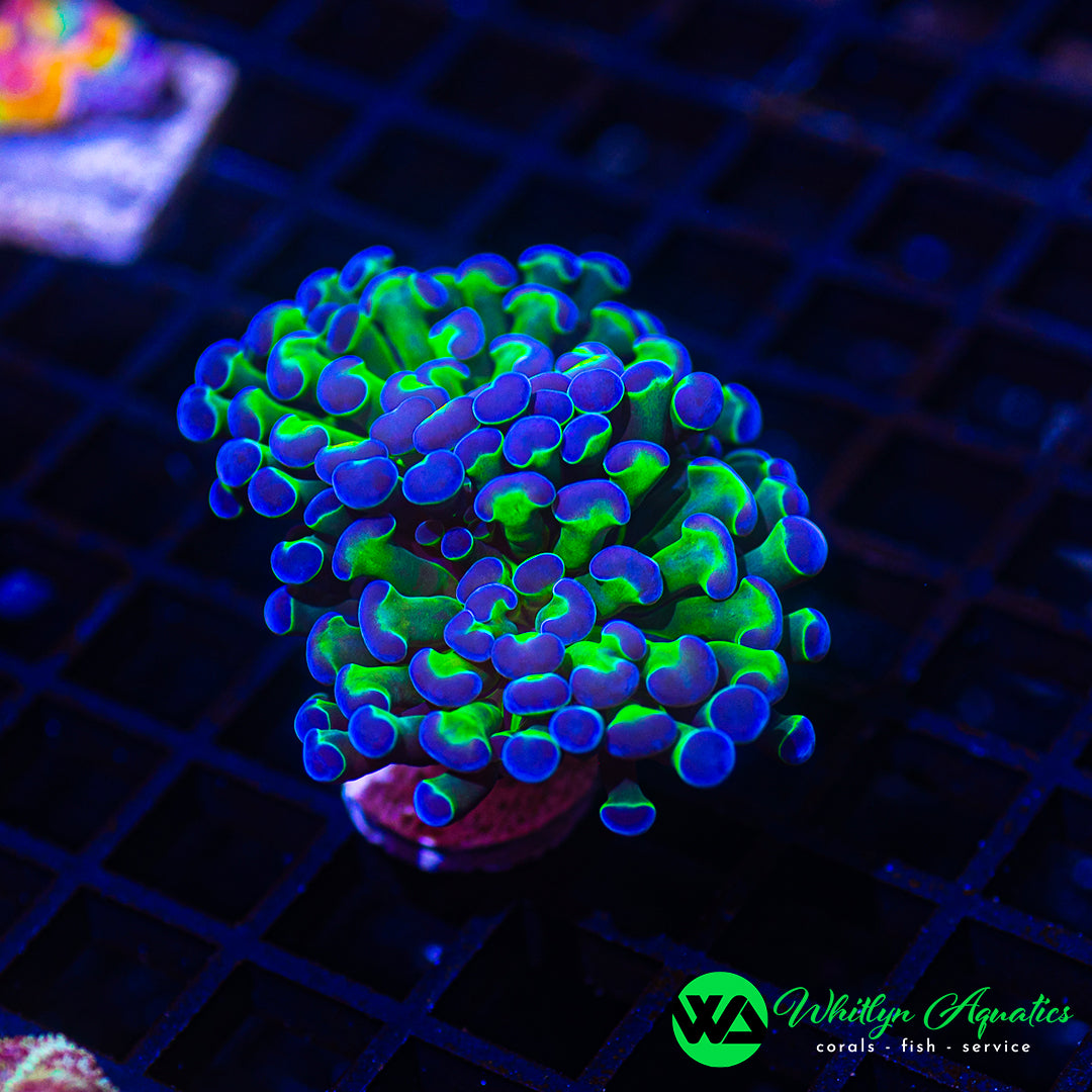 A14 - WA Purple Tip Branching Hammer (2 Heads!)  - WYSIWYG