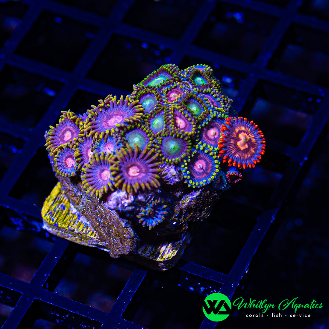 D14 - WA Zoa Combo - WYSIWYG