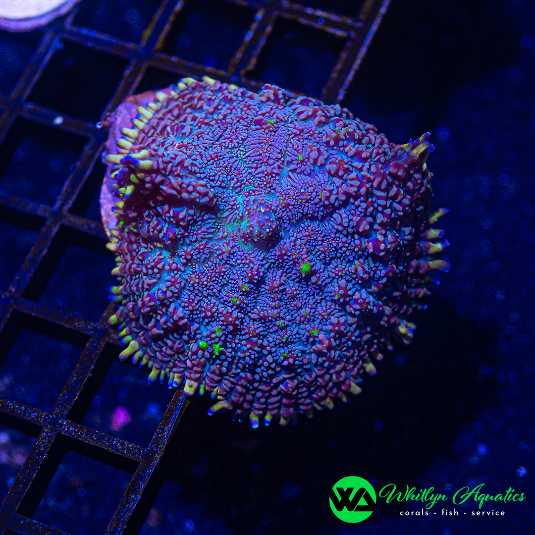 A15 - WA Grimace Rhodactis Mushroom - WYSIWYG