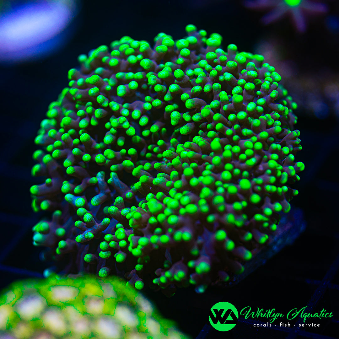 D15 - WA Alien Attack Hairy Mushroom - WYSIWYG