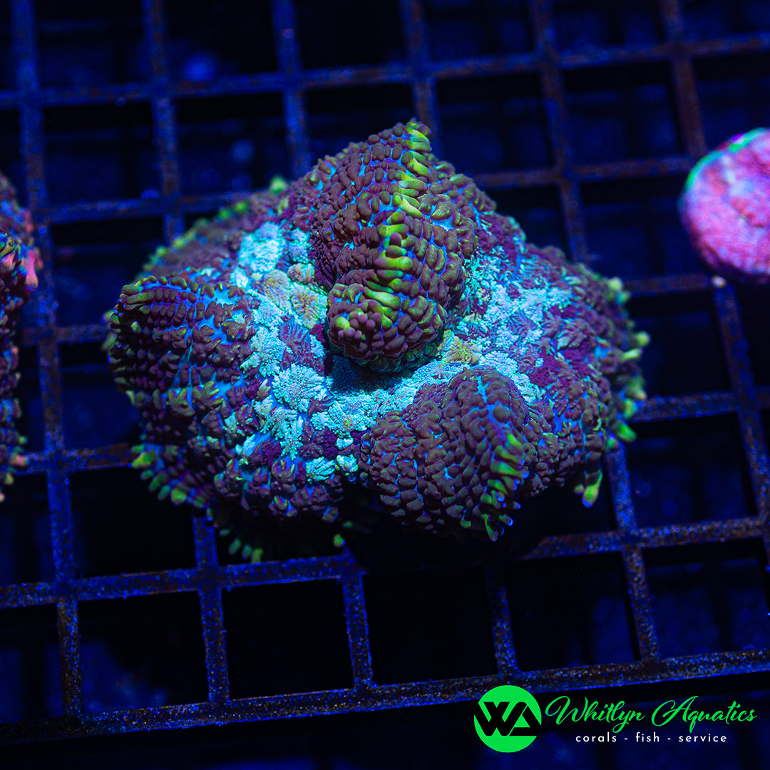 A16 - WA Resident Evil Rhodactis Mushroom - WYSIWYG