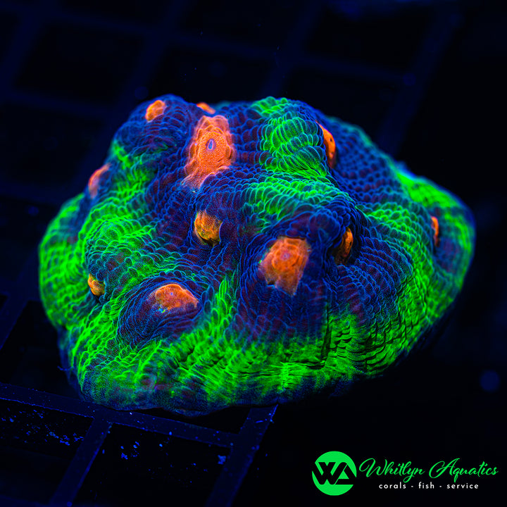 WA Treasure Cove Chalice