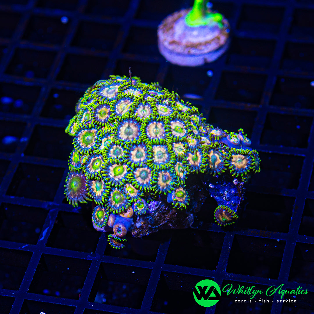 B16 - WA Zoa Combo - WYSIWYG