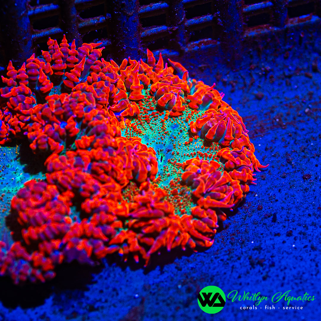 D16 - Rock Flower Anemone - WYSIWYG