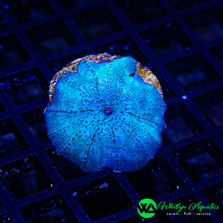 WA Blue Meanie Discosoma Mushroom