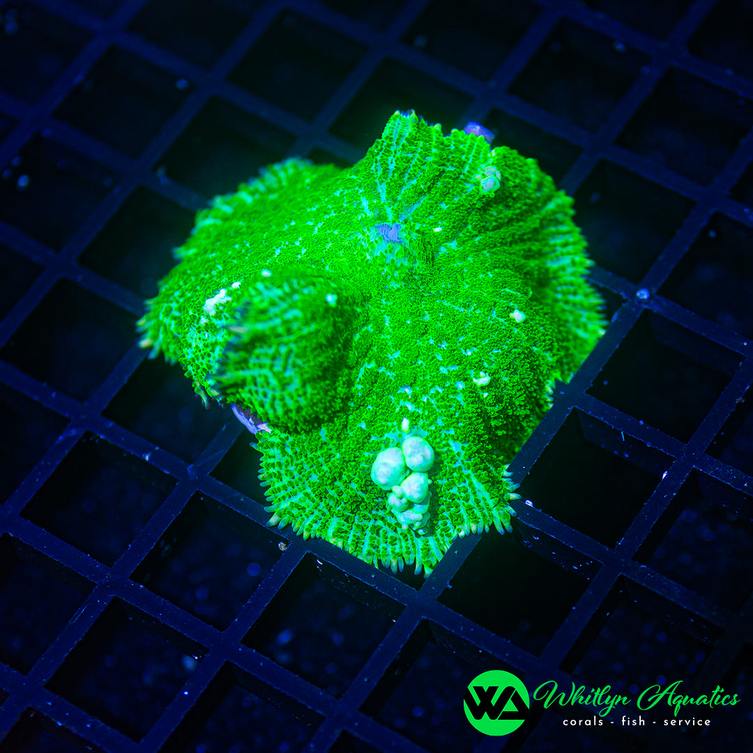 A17 - WA XL Radioactive Bounce Mushroom - WYSIWYG