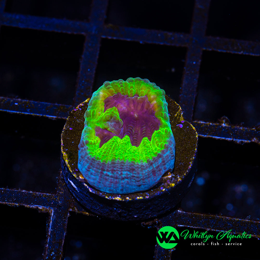 D17 - [NEW RELEASE!] WA Neon Vortex Chalice - WYSIWYG