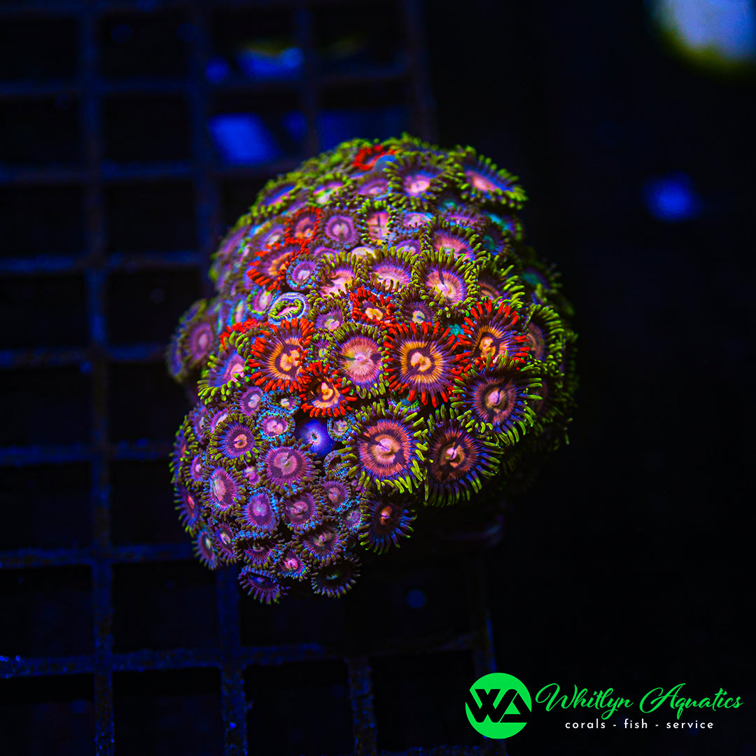 B17 - WA Zoa Combo - WYSIWYG
