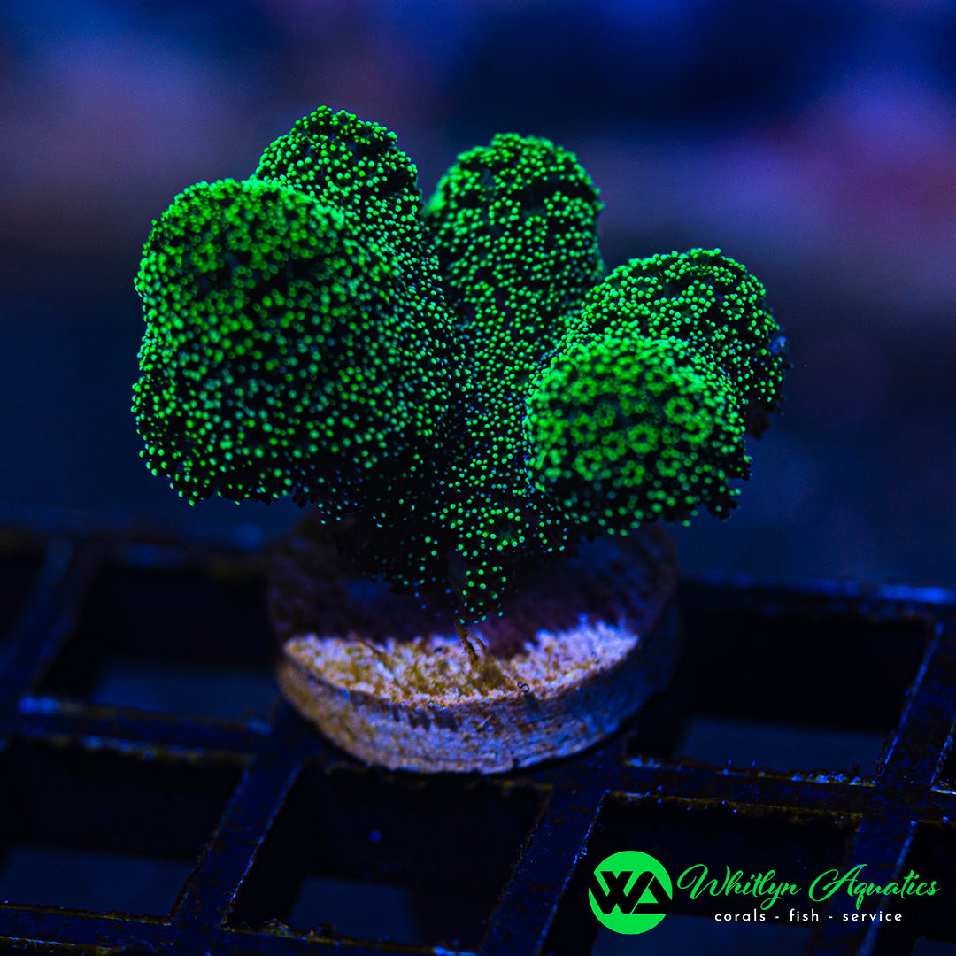 D17 - WA Green Apple Stylo - WYSIWYG