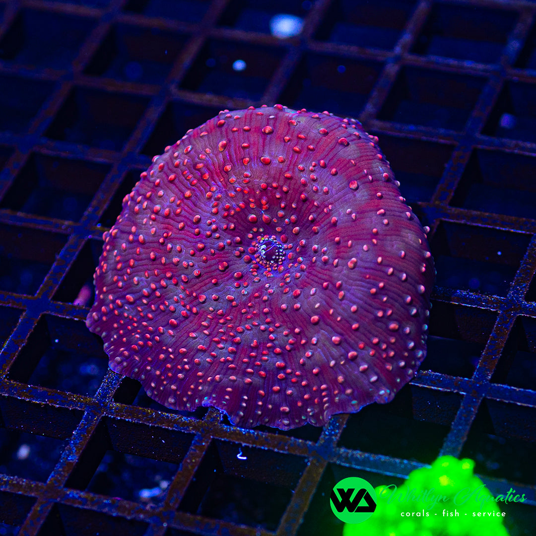 A18 - WA Crimson Galaxy Discosoma Mushroom - WYSIWYG