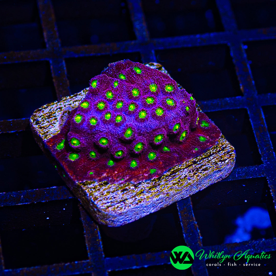 B18 - WA Bling Bling Cyphastrea - WYSIWYG
