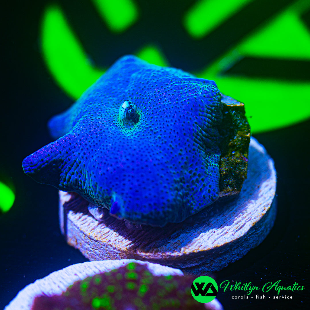 B18 - WA Blue Meanie Mushroom - WYSIWYG