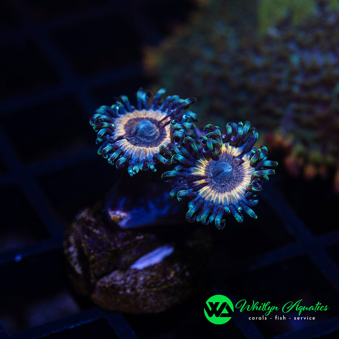 A18 - WA Petroglyph Zoanthid - WYSIWYG