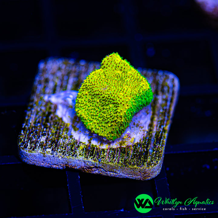 WA Lemon Drop Psammocora
