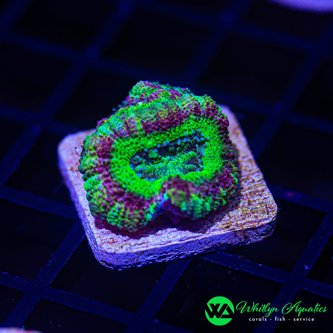 D19 - WA Green Goblin Asian Acan - WYSIWYG