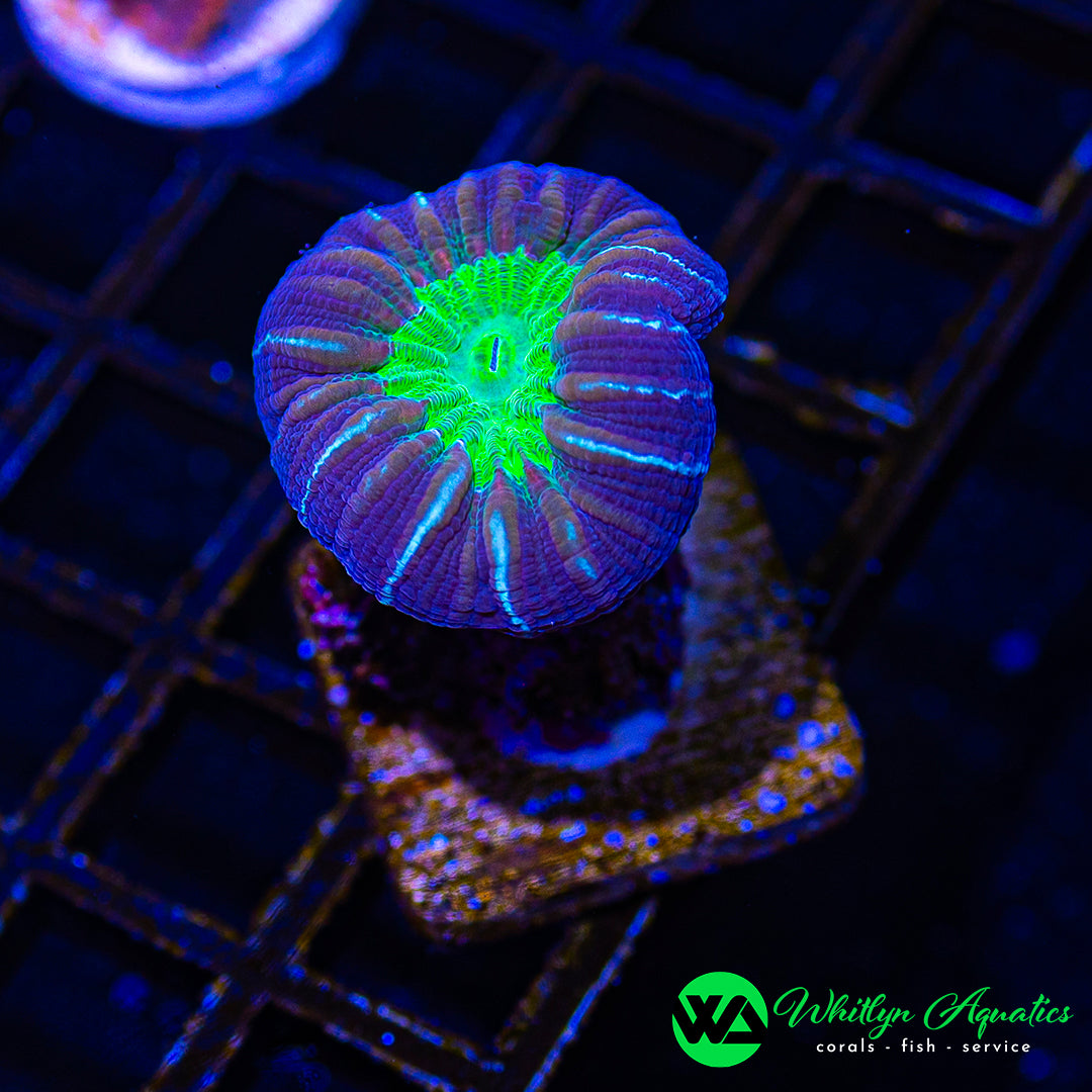 A19 - WA Purple/Green Trumpet  - WYSIWYG