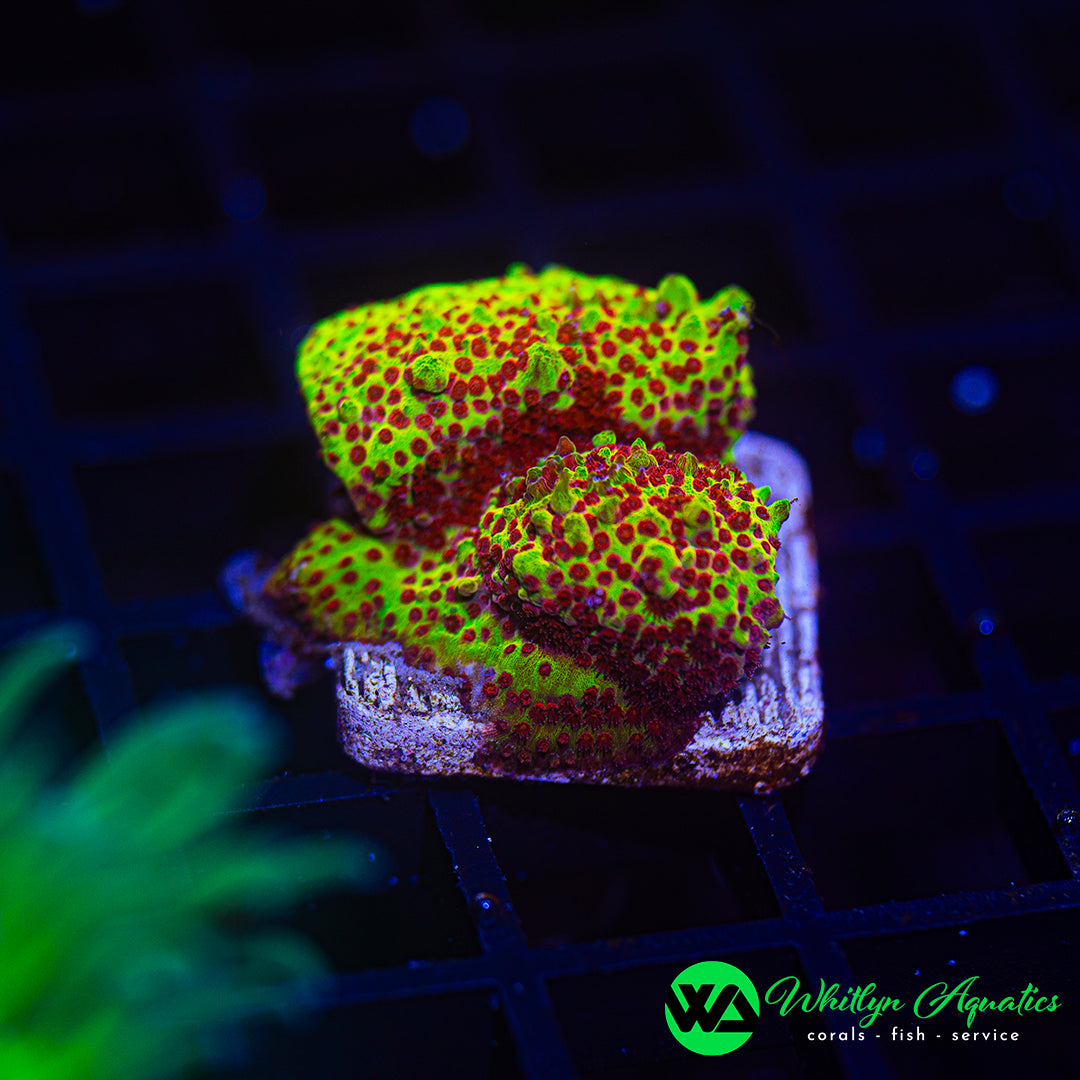 A19 - WA Burning Banana Stylocoeniella  - WYSIWYG