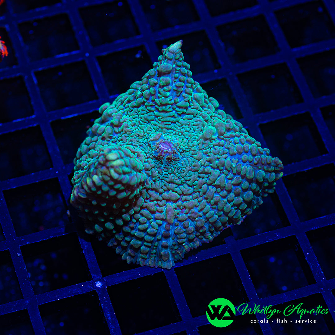 B19 - WA Plasma Grenade Rhodactis Mushroom - WYSIWYG