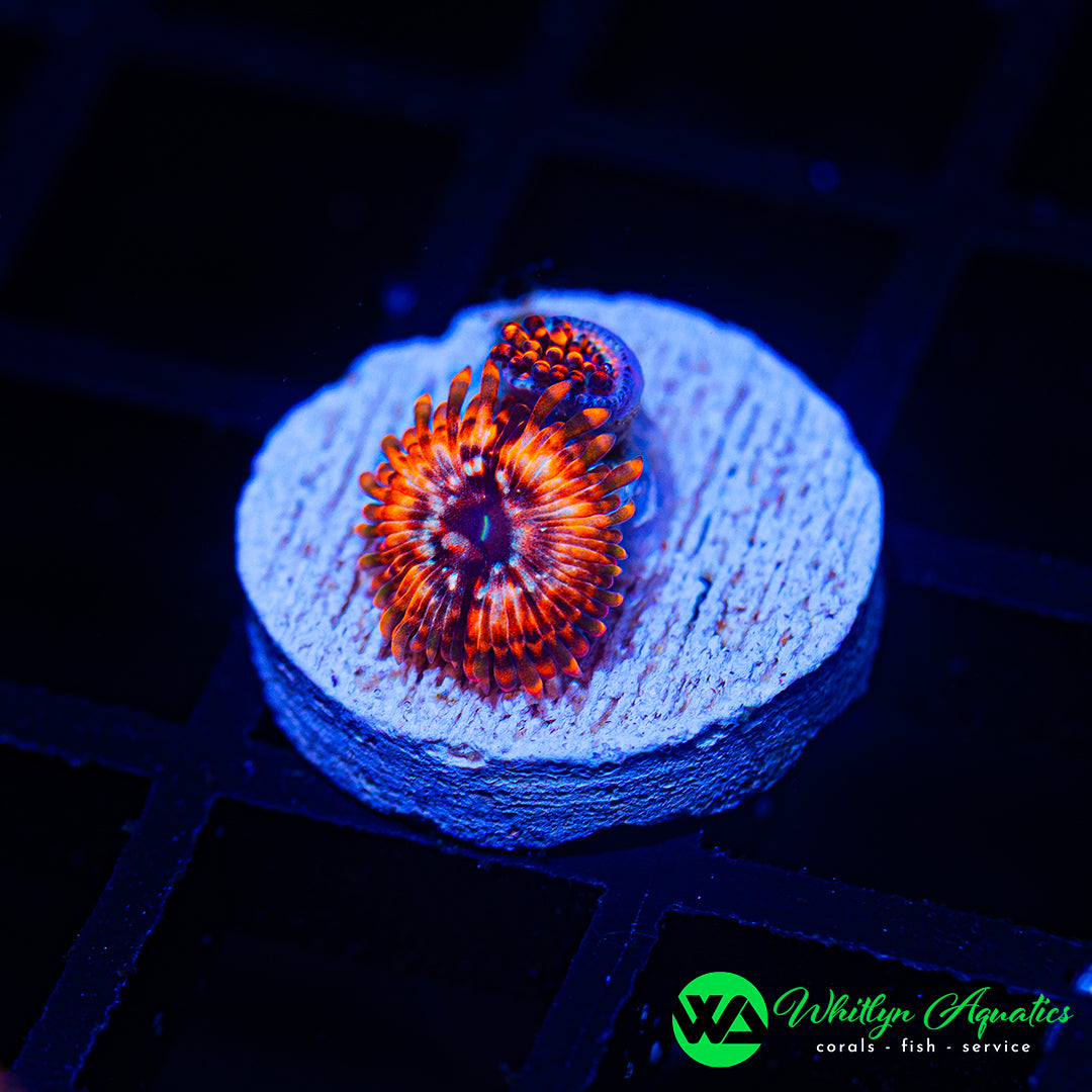 B01 - WA Utter Chaos Zoanthid - WYSIWYG