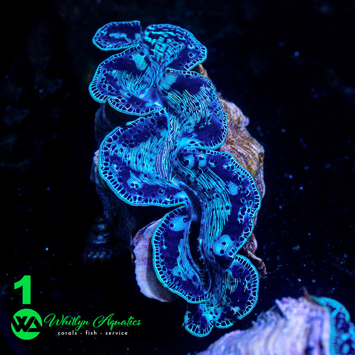 Ultra Blue Maxima Clams (Medium ~5") - WYSIWYG