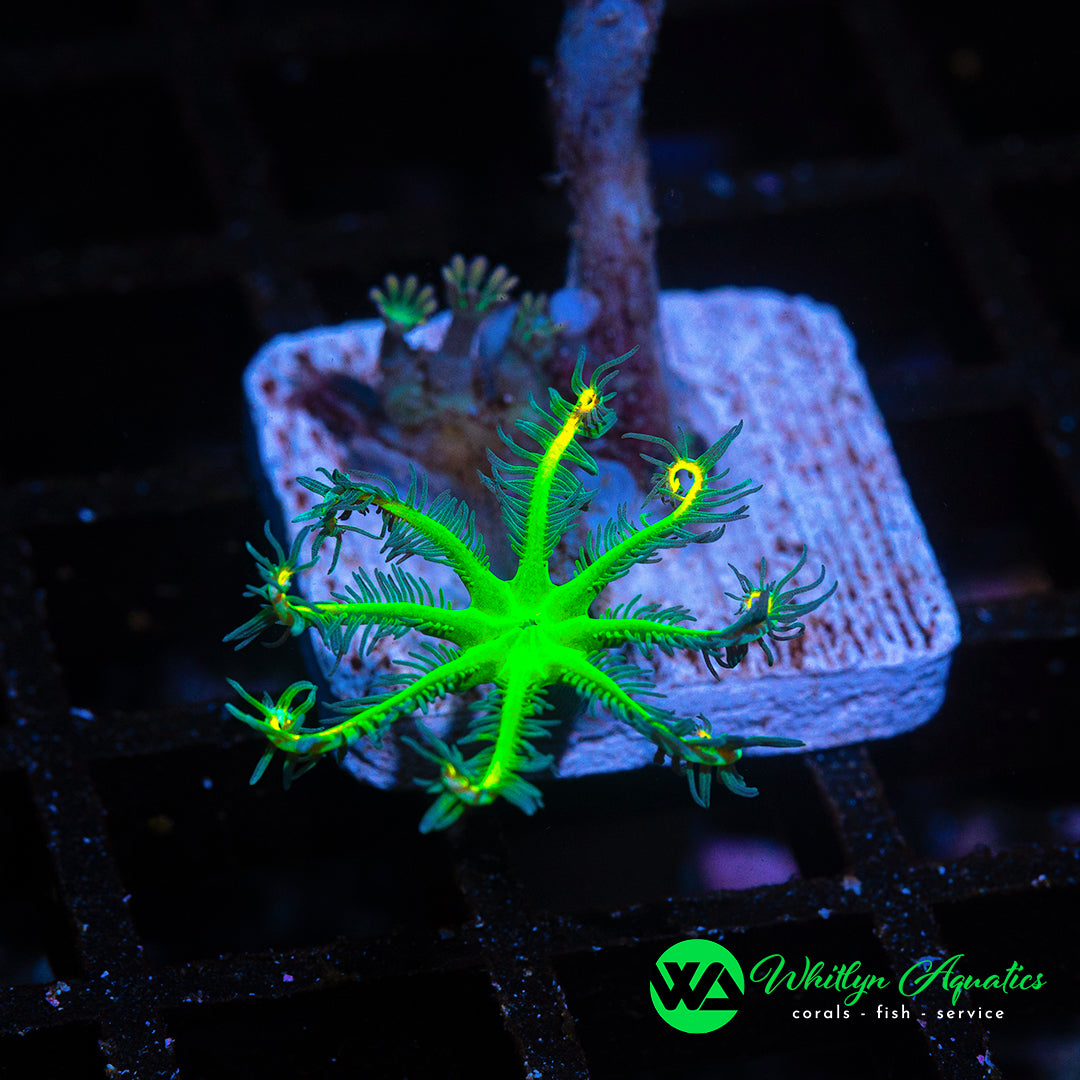 A01 - Neon Electric Clove Polyps - WYSIWYG