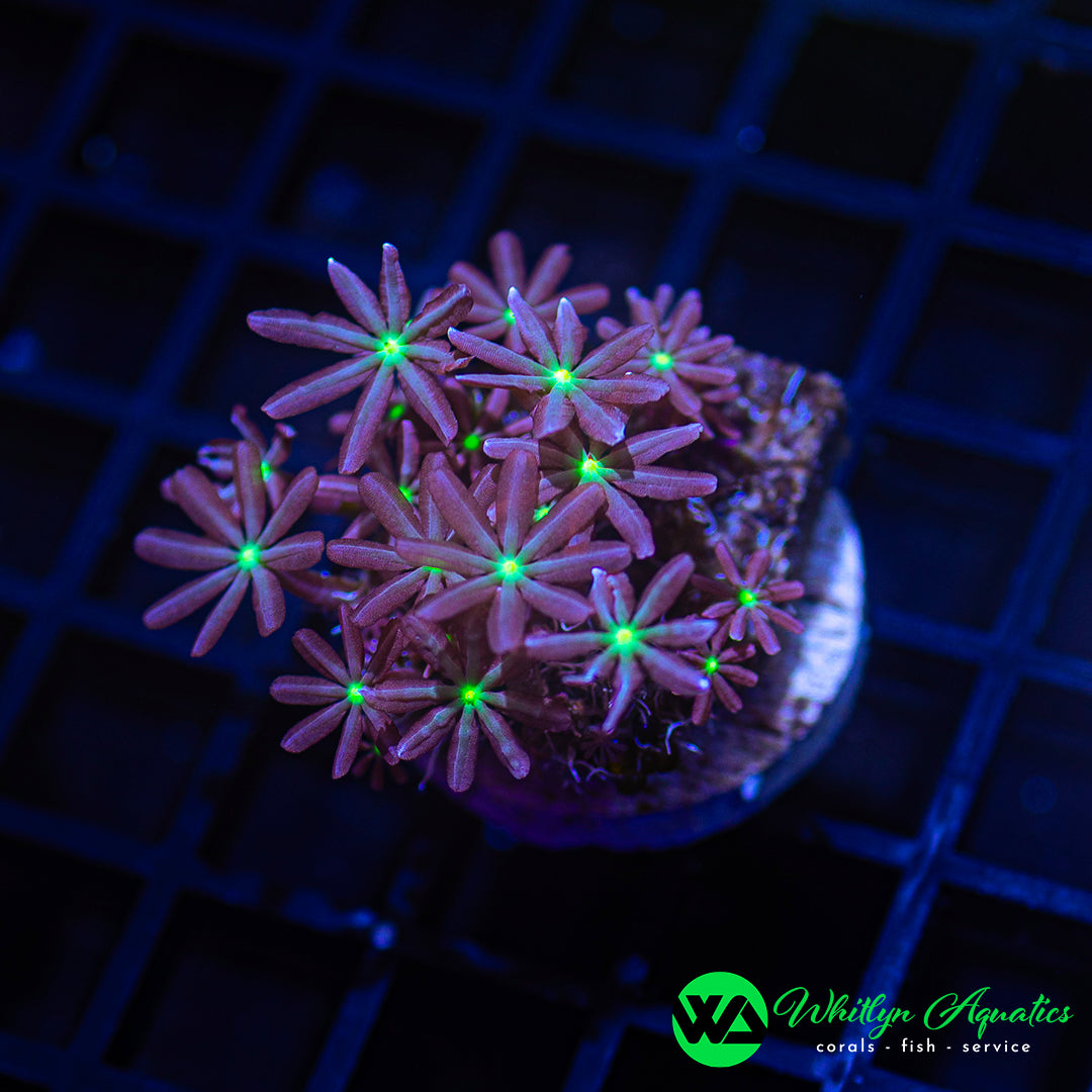 D01 - WA Jasmine Clove Polyps - WYSIWYG
