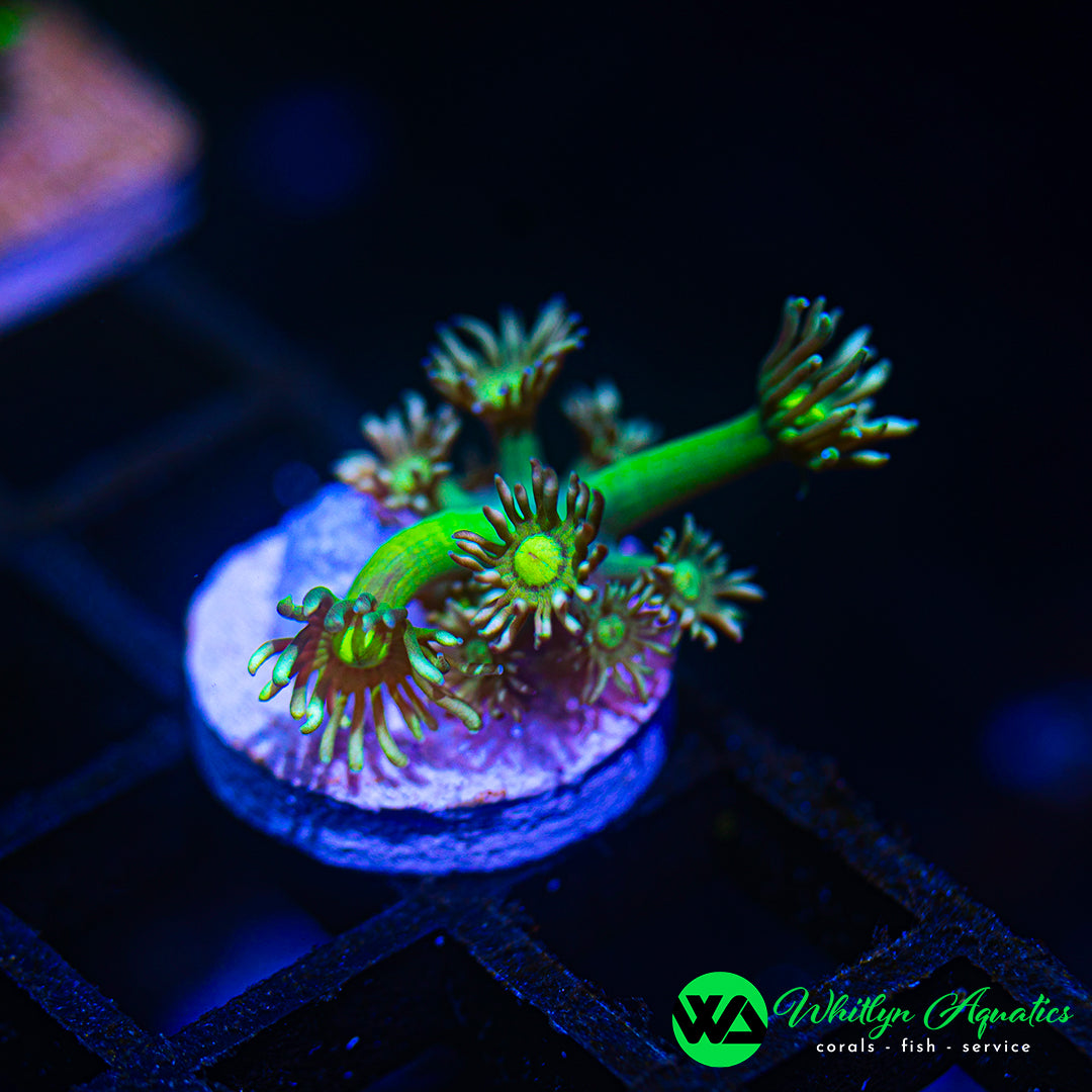 D20 - [NEW RELEASE!] Ghoulish Glow Goni - WYSIWYG