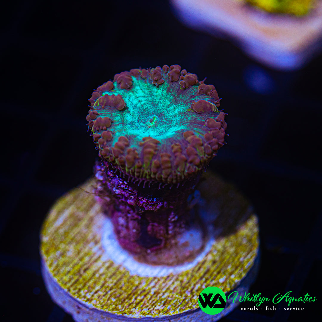 B20 - WA Sno Cone Blasto  - WYSIWYG