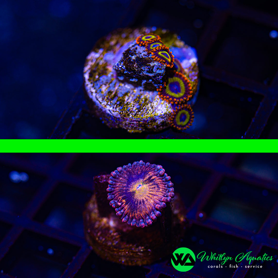 B20 - WA SETS! Fruity Pebbles Zoa + Halle Berry Zoa - WYSIWYG (2 Pieces! 1 Price!)