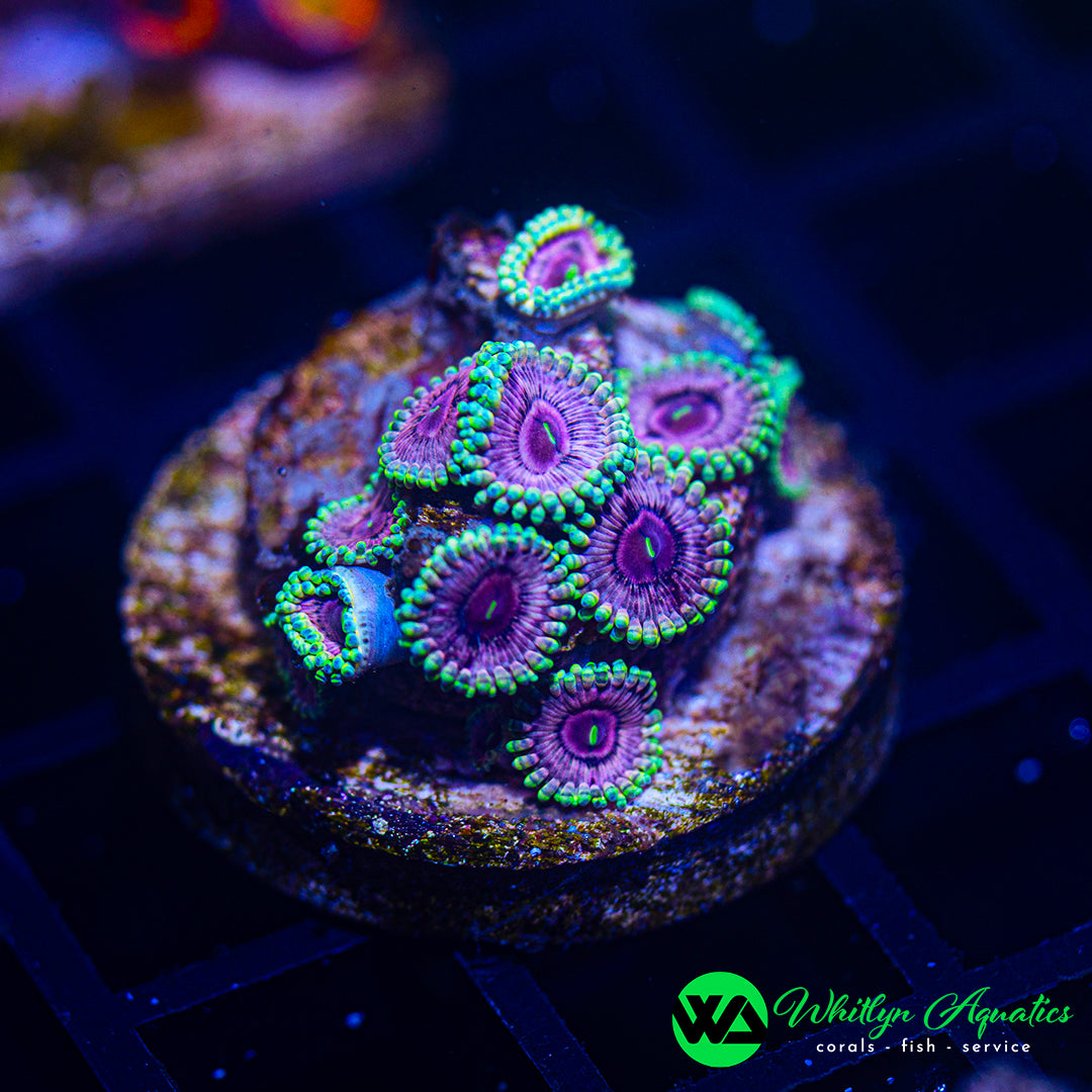 A20 - WA Darth Sidious Zoanthid  - WYSIWYG