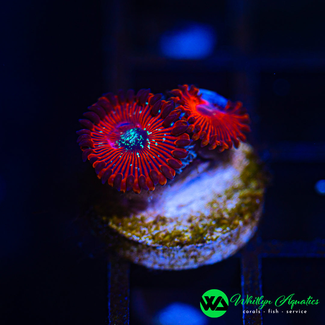 D21 - WA Magician Zoanthid - WYSIWYG