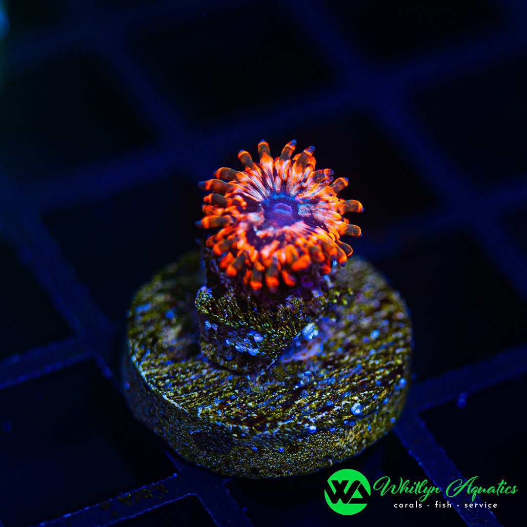 B21 - WA Utter Chaos Zoanthid - WYSIWYG