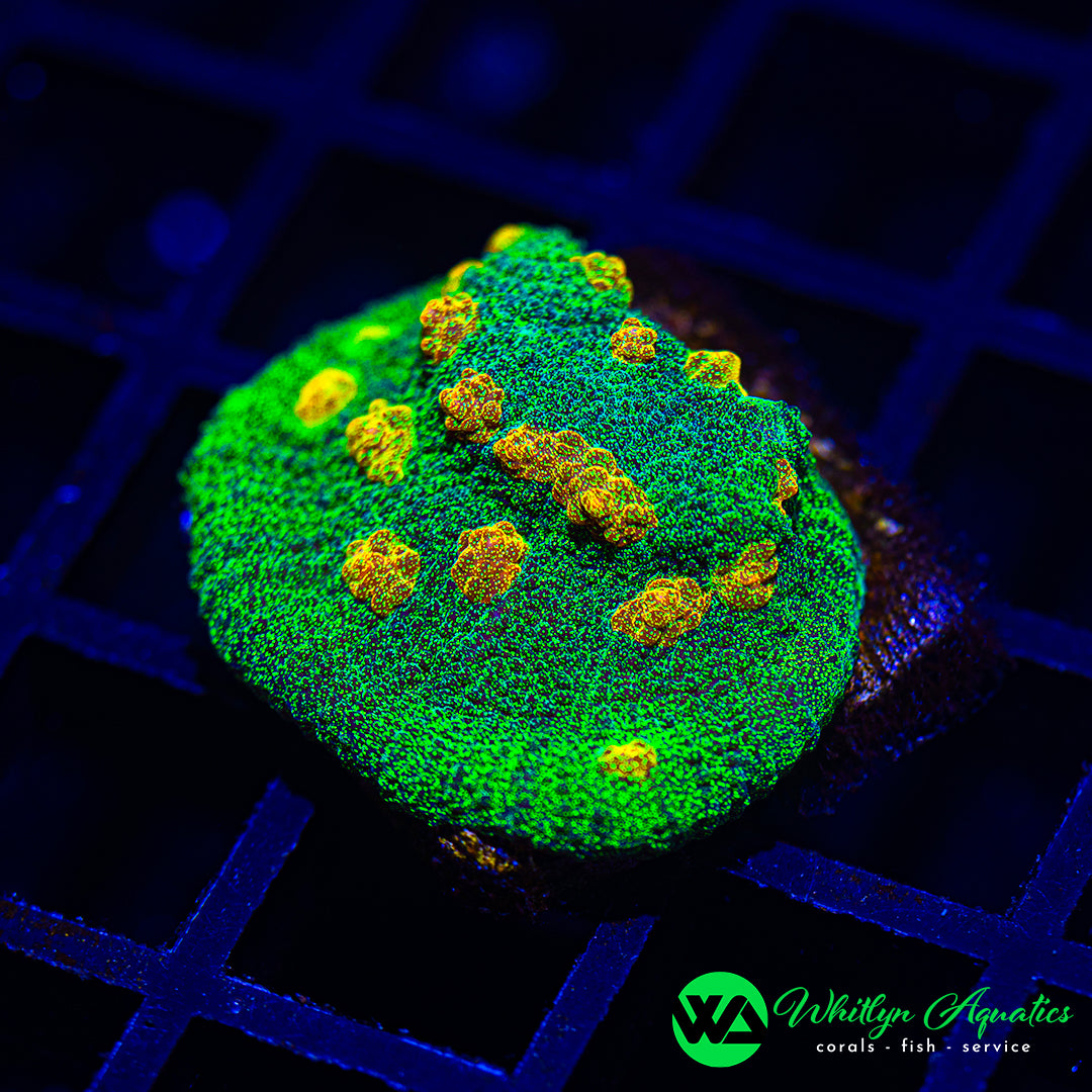 A21 - WA Space Invader Chalice  - WYSIWYG