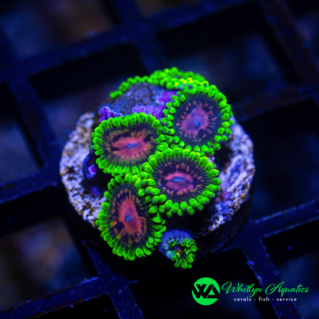 A22 - WA Scarlet Fever Zoanthid - WYSIWYG