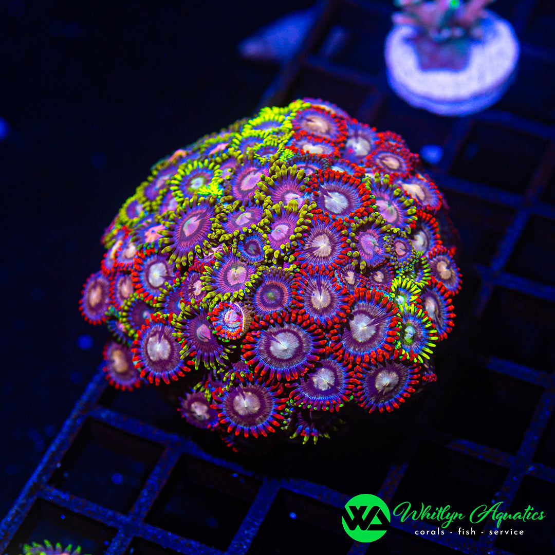 A22 - WA Zoa Combo  - WYSIWYG