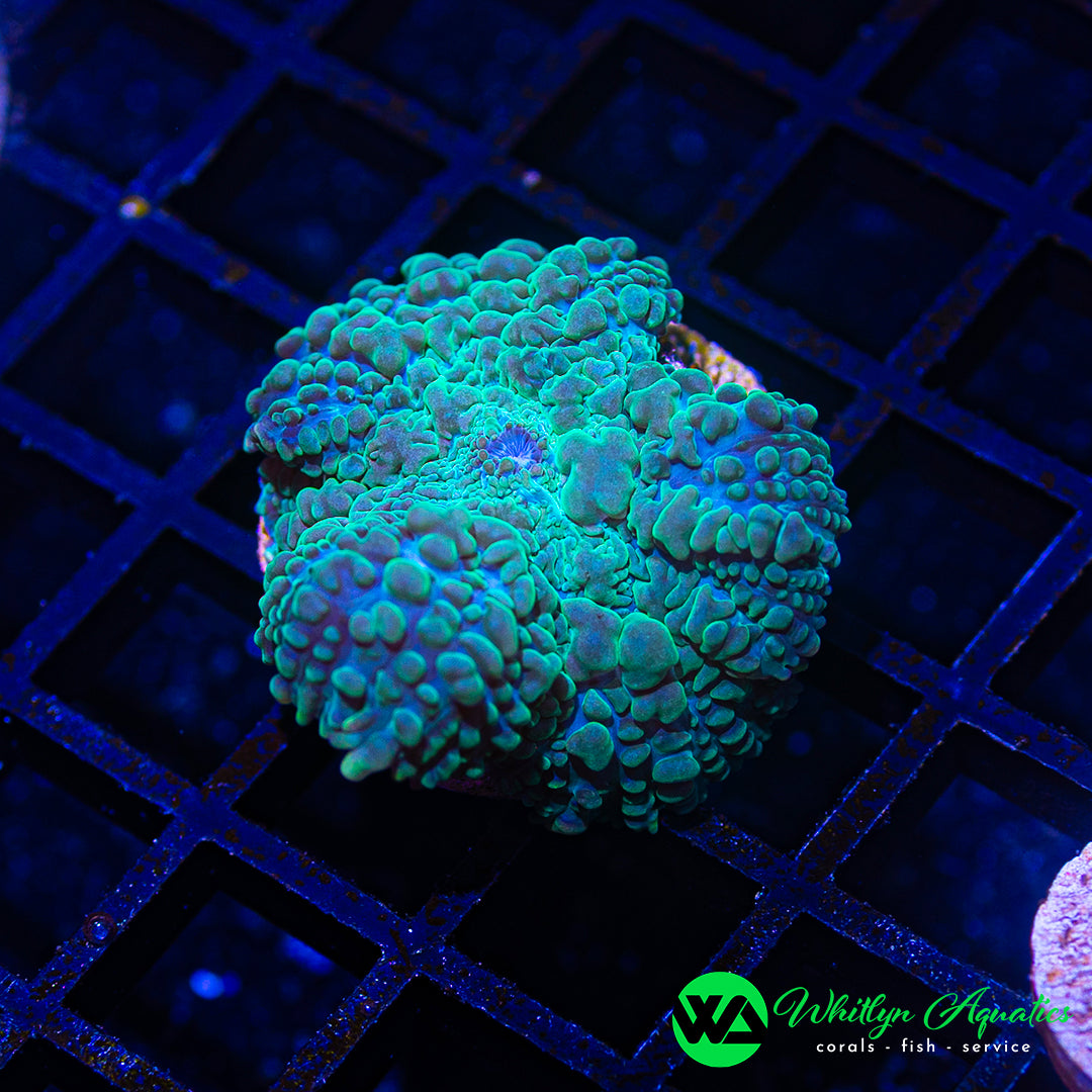 A23 - WA Plasma Grenade Rhodactis Mushroom - WYSIWYG