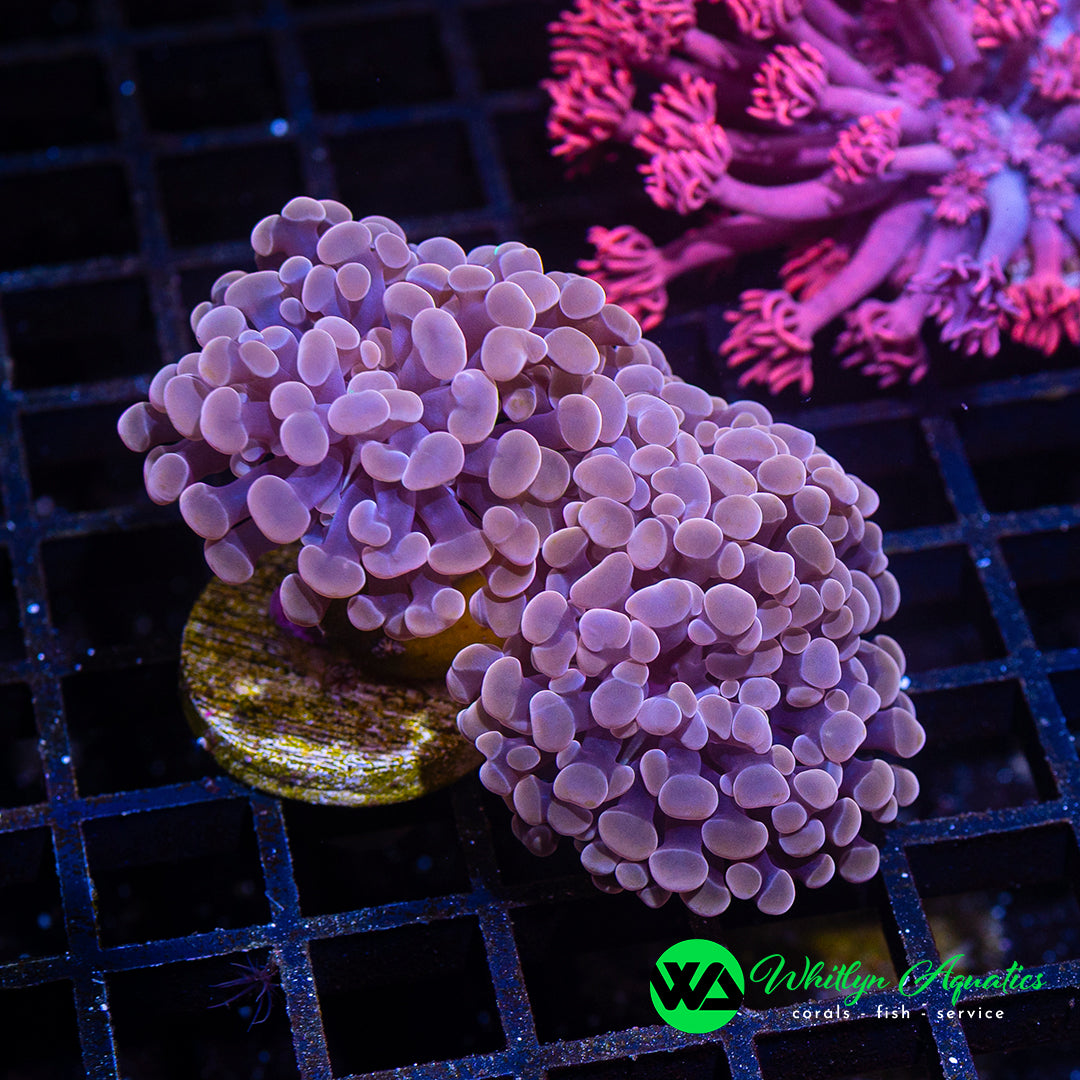 D23 - WA Peach Hammer (2 Heads) - WYSIWYG