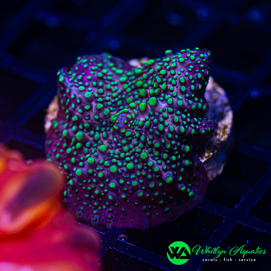 WA UFO Invasion Mushroom